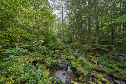 Gemeinde Waldkirchen Landkreis Freyung-Grafenau Saußbachklamm (Dirschl Johann) Deutschland FRG